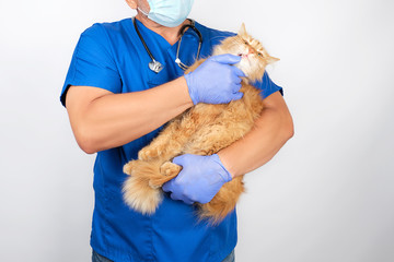 veterinarian in blue uniform, latex gloves holds an adult red cat