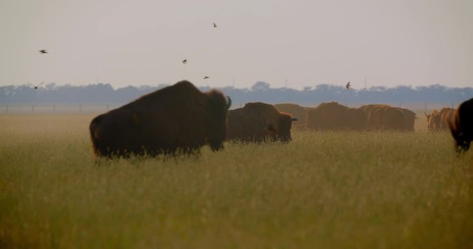 Shoot of one large bison walking in the meadow in the national reserve in summer
