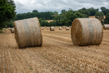 Two rolled up hay bales sitting in a field with numerous others in the background