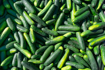 A Pile of Large Cucumbers