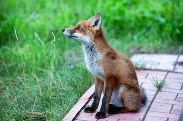 wild red fox