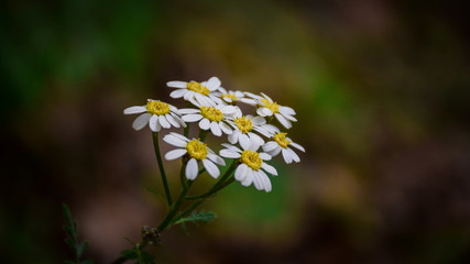 white flower