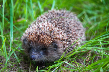 wild hedgehog