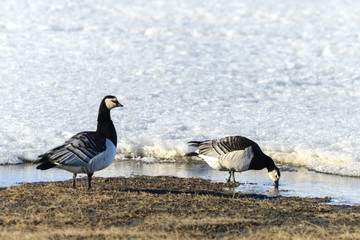 Bernache nonnette, Branta leucopsis, Barnacle Goose, Norvège, Spitzberg, Svalbard