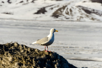 Goéland bourgmestre,.Larus hyperboreus, Glaucous Gull