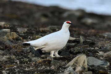Lagopède alpin, male, .Lagopus muta, Rock Ptarmigan