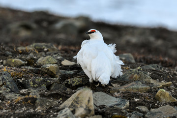 Lagopède alpin, male, .Lagopus muta, Rock Ptarmigan