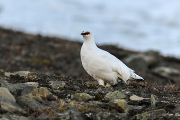 Lagopède alpin, male, .Lagopus muta, Rock Ptarmigan