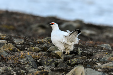Lagopède alpin, male, .Lagopus muta, Rock Ptarmigan