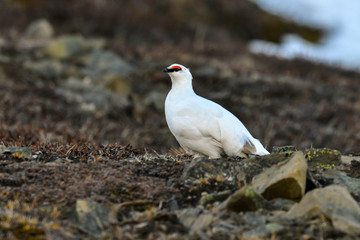 Lagopède alpin, male, .Lagopus muta, Rock Ptarmigan