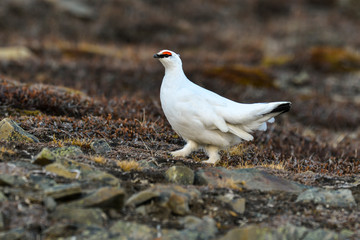 Lagopède alpin, male, .Lagopus muta, Rock Ptarmigan