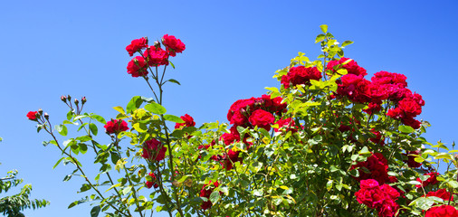 Red climbing roses Santana on blue sunny sky. Summer background.