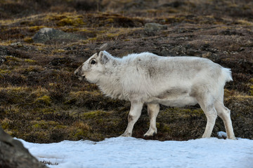 Renne du Spitzberg, Renne de Svalbard, Rangifer tarandus platyrhynchus, Spitzberg, Svalbard, Norvège