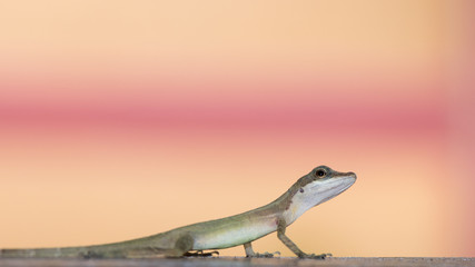 Anolis, Anole Lizard looking at a colorful background with text space. Costa Rica reptiles.