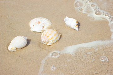 Beach summer with Shells on sandy beach background