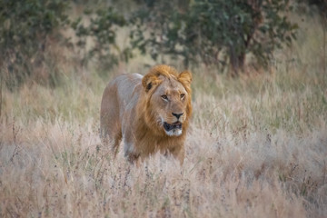 Fototapeta na wymiar Africa, Botswana, Chobe National Park. male lion in grass. Credit as: Jones & Shimlock / Jaynes Gallery / DanitaDelimont.com