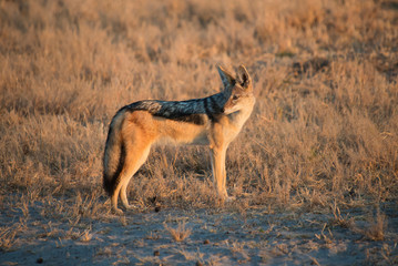 Africa, Botswana, Chobe National Park. Black-backed jackal standing. Credit as: Jones & Shimlock / Jaynes Gallery / DanitaDelimont.com