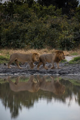 Obraz na płótnie Canvas Africa, Botswana, Chobe National Park. Two male lions reflect in water. Credit as: Jones & Shimlock / Jaynes Gallery / DanitaDelimont.com