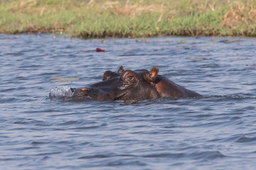 Fototapeta premium A hippopotamus (hippopotamus amphibius), blows bubbles at the water's surface, Chobe National Park, Botswana, Africa.