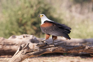 Fish eagle, (Haliaeetus vocifer), with a large catfish head in its claws, poises on a dead snag along the Chobe River, Chobe National Park, Botswana, Africa.