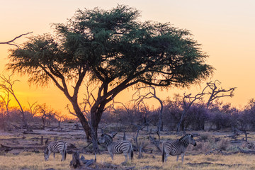 Botswana. Okavango Delta. Khwai Concession. Burchell's zebra (Equus quagga burchellii) at sunrise...