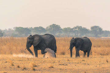 Botswana. Chobe National Park. Elephant herd (Loxodonta africana) walking on a dry plain near the Chobe river.