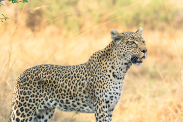 Botswana. Okavango Delta. Khwai Concession. Leopard (Panthera pardus) looks out for prey.