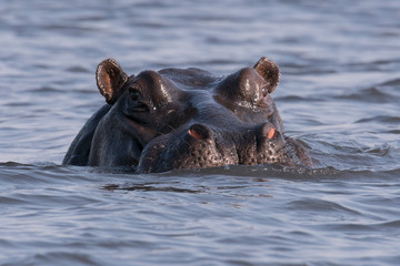 A large hippopotamus, (hippopotamus amphibius), watches from the Chobe river, Botswana, Africa.
