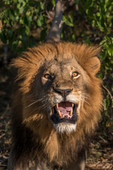 Africa, Botswana, Moremi Game Reserve. Close-up of male lion. Credit as: Jones & Shimlock / Jaynes Gallery / DanitaDelimont.com