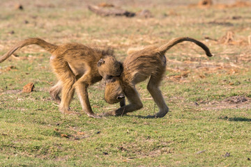 Young baboons (papio cynocephalus) play along banks of Chobe River, Botswana, Africa.