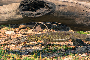 Botswana. Chobe National Park. Monitor lizard (Varanus varius) on the banks of the Chobe River.