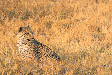 Botswana. Okavango Delta. Khwai Concession. Female leopard (Panthera pardus) in the tall grass.