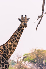 Botswana. Okavango Delta. Khwai Concession. Giraffe (Giraffa camelopardalis angolensis).