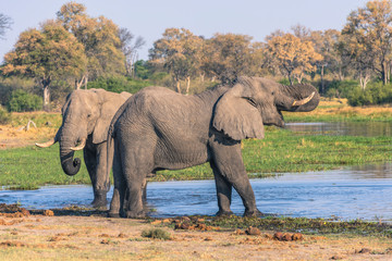 Fototapeta na wymiar Botswana. Okavango Delta. Khwai Concession. Elephant (Loxodonta africana) drinking.