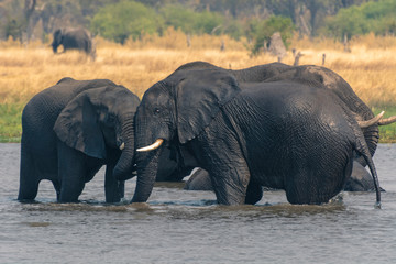 Botswana. Okavango Delta. Khwai Concession. Two young male elephants (Loxodonta africana) playing in the water.