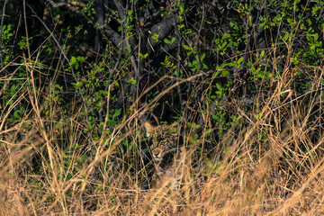 Botswana. Okavango Delta. Khwai Concession. Very young leopard (Pantera pardus) cub hidden in a bluebush.