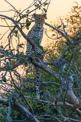 Botswana. Okavango Delta. Khwai Concession. Leopard (Panthera pardus) up in a tree at sunset.