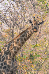 Botswana. Chobe National Park. Giraffe (Giraffa camelopardalis angolensis) camouflaged in dry branches.