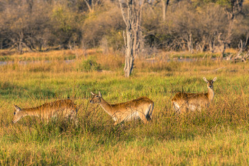 Botswana. Okavango Delta. Khwai Concession. Reedbuck (Redunca arundinum)