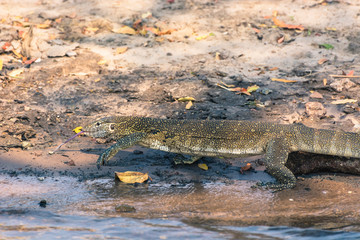 Botswana. Chobe National Park. Monitor lizard (Varanus varius) on the banks of the Chobe River.