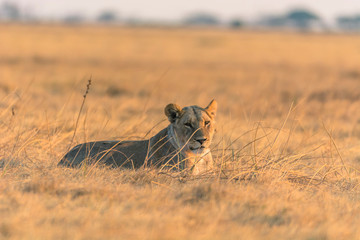 Botswana. Chobe National Park. Savuti. Lion (Panthera leo) looking out across the savanna.