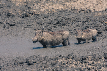 Botswana. Chobe National Park. Savuti. Common warthog (Phacochoerus africanus) enjoying a mud bath.