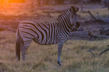 Botswana. Okavango Delta. Khwai Concession. Burchell's zebra (Equus quagga burchellii) at sunrise