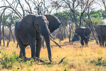 Botswana. Okavango Delta. Khwai Concession. Elephants walking through bare trees to the river.