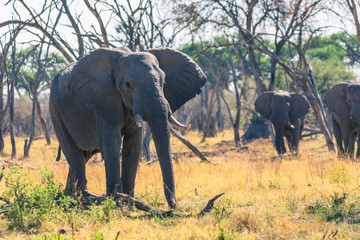 Fototapeta premium Botswana. Okavango Delta. Khwai Concession. Elephants walking through bare trees to the river.