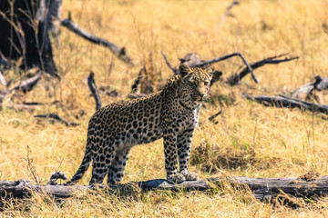 Botswana. Okavango Delta. Khwai Concession. Young female leopard (Panthera pardus) on the prowl.