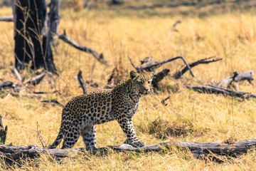 Botswana. Okavango Delta. Khwai Concession. Young female leopard (Panthera pardus) on the prowl.