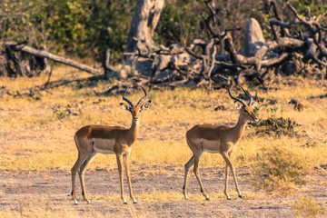 Botswana. Okavango Delta. Khwai Concession. Impala (Aepyceros melampus)