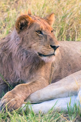 Botswana. Chobe National Park. Savuti. Young male lion (Panthera leo) resting.