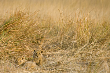 Shinde Camp, Okavango Delta, Botswana. Lion cubs hiding in the grass.